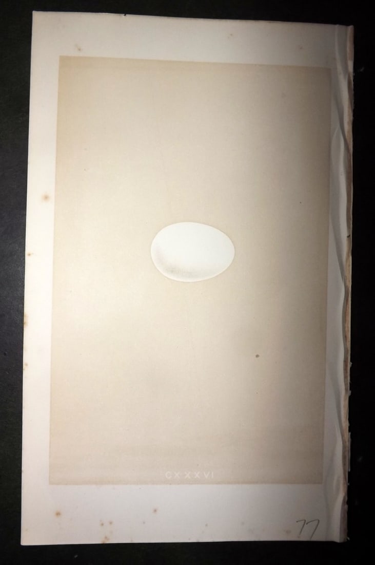 Morris, Francis 1863 Bird Egg Print. Extinct Passenger Pigeon 136: Woodblock Published 1863, London for "A Natural History of the Nests and Eggs of British Birds" By the Rev. Francis Orpen Morris, printed Benjamin Fawcett. With accompanying descriptive text. Paper Si