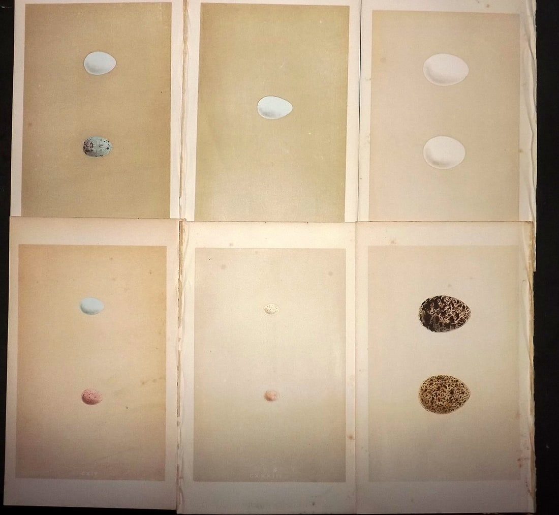 Morris, Francis 1863 Lot of 6 Antique Bird Egg Prints (1 of 1)
