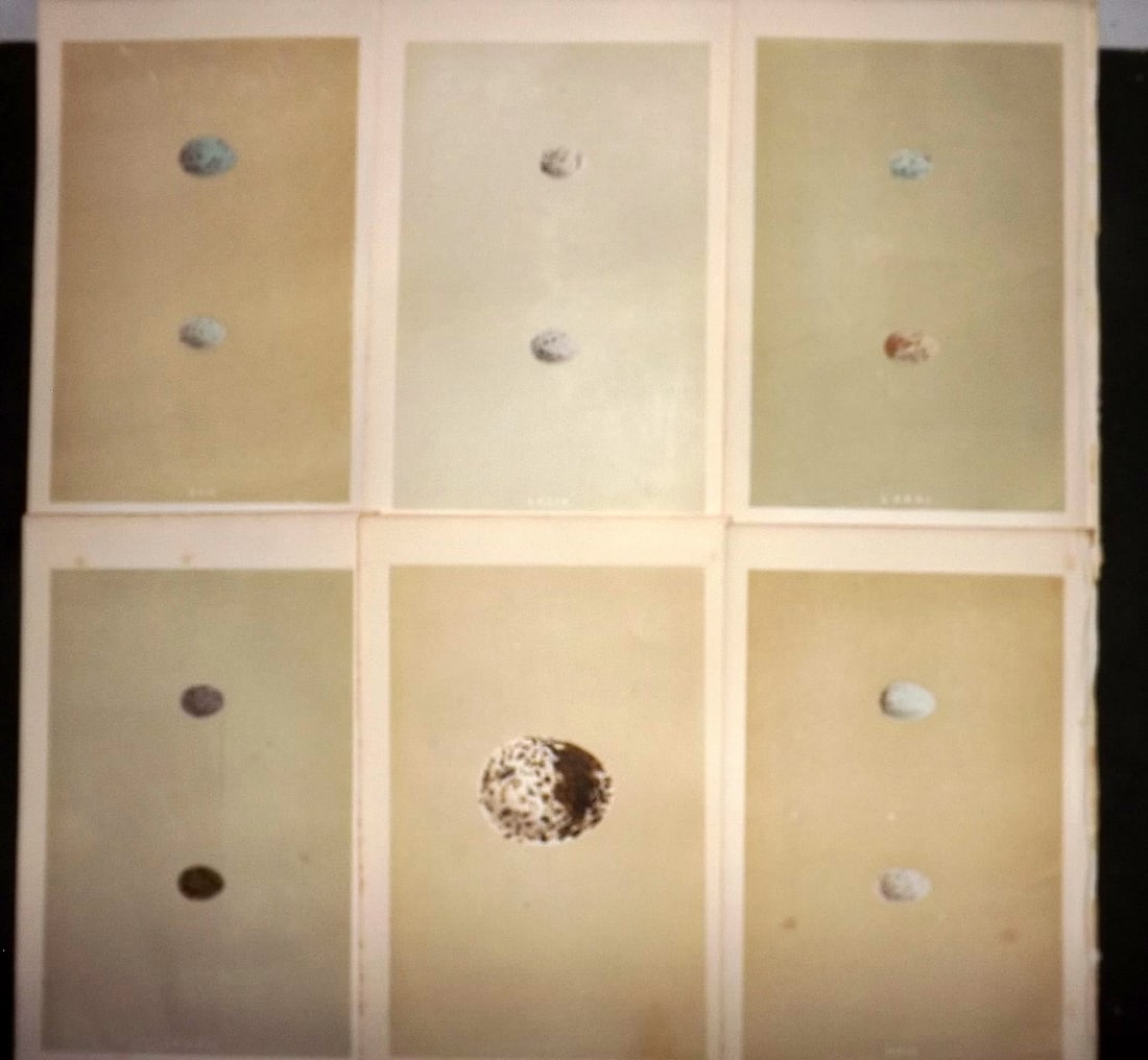Morris, Francis 1863 Lot of 6 Antique Bird Egg Prints (1 of 1)
