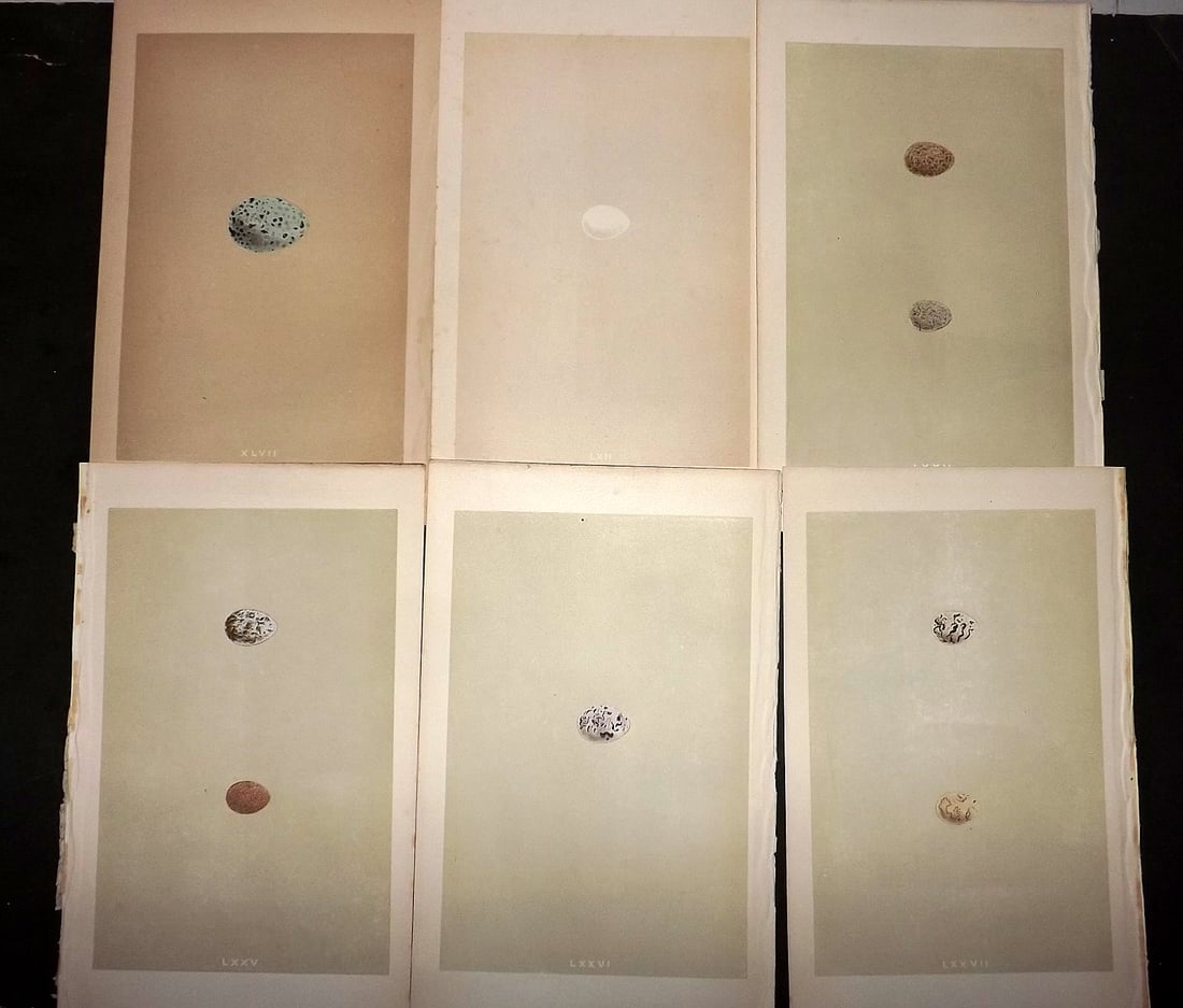 Morris, Francis 1863 Lot of 6 Antique Bird Egg Prints (1 of 1)