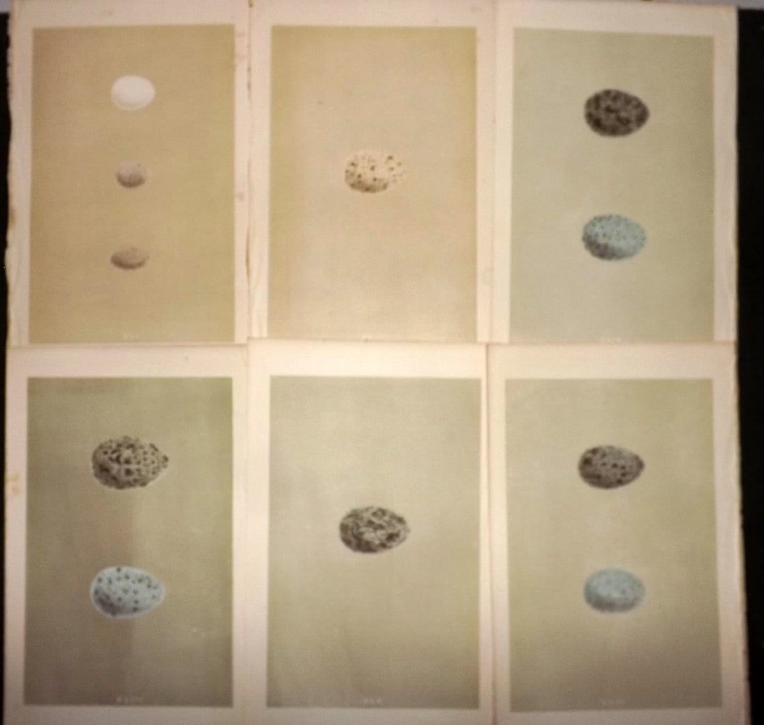 Morris, Francis 1863 Lot of 6 Antique Bird Egg Prints (1 of 1)