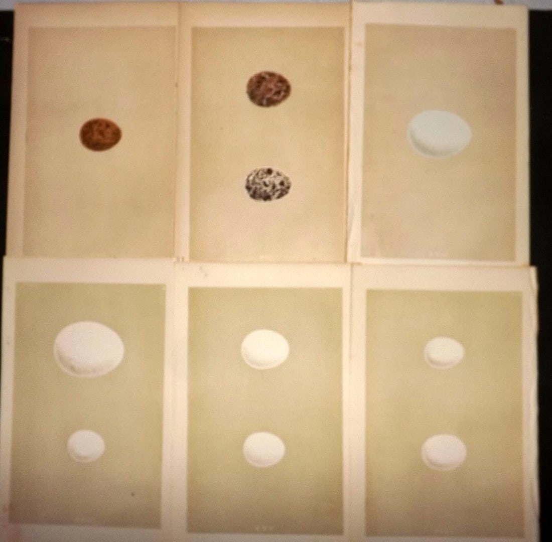 Morris, Francis 1863 Lot of 6 Antique Bird Egg Prints (1 of 1)