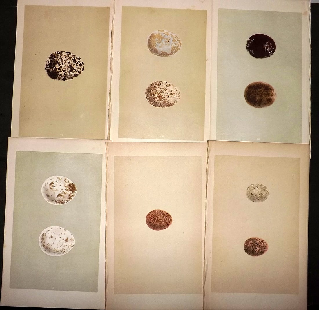 Morris, Francis 1863 Lot of 6 Antique Bird Egg Prints: Woodblock Published 1863, London for "A Natural History of the Nests and Eggs of British Birds" By the Rev. Francis Orpen Morris, printed Benjamin Fawcett. With accompanying descriptive text. Paper Si