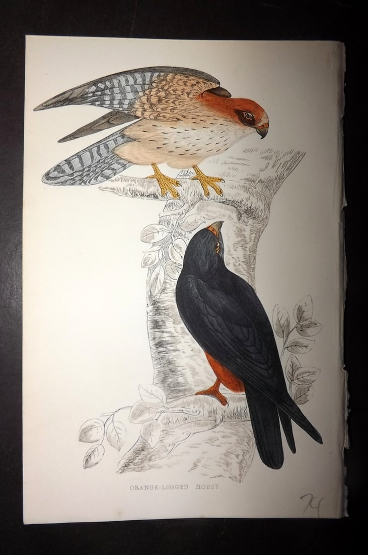 Morris, Francis 1867 Hand Col Bird Print. Orange Legged Hobby (1 of 1)
