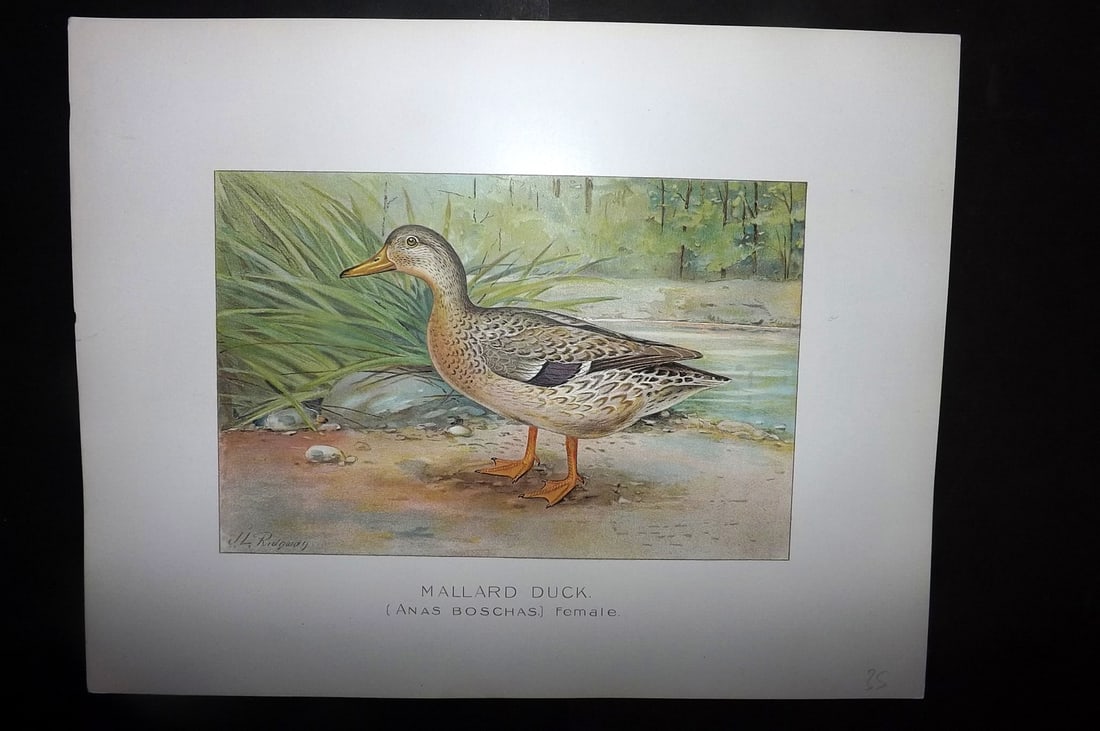 Ridgway & Fuertes 1902 Folio Bird Print. Mallard Duck (1 of 1)
