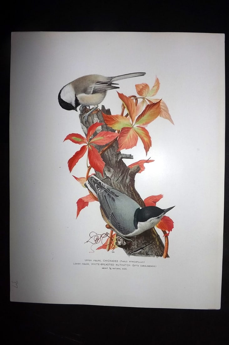 Ridgway & Fuertes 1902 Folio Bird Print. Chickadee & White Breasted Nuthatch (1 of 1)