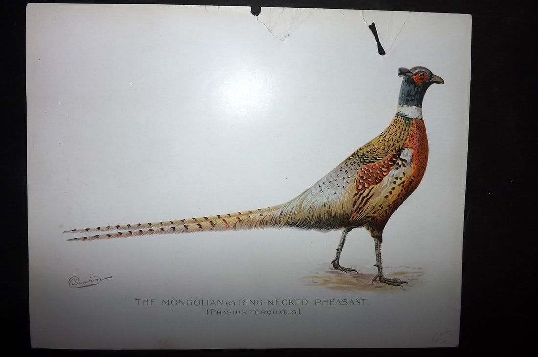 Ridgway & Fuertes 1902 Folio Bird Print. Mongolian or Ring Necked Pheasant (Faultt) (1 of 1)