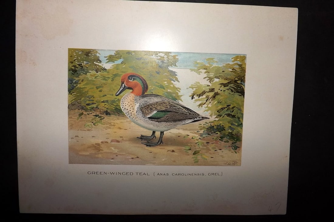 Ridgway & Fuertes 1902 Folio Bird Print. Green Winged Teal: Chromolithograph Published 1902, Albany for "Fish and Game of the State of New York. Seventh Report" First and Deluxe Edition by the Forest, Fish and Game Commission of New York. Illustrated by Sherma