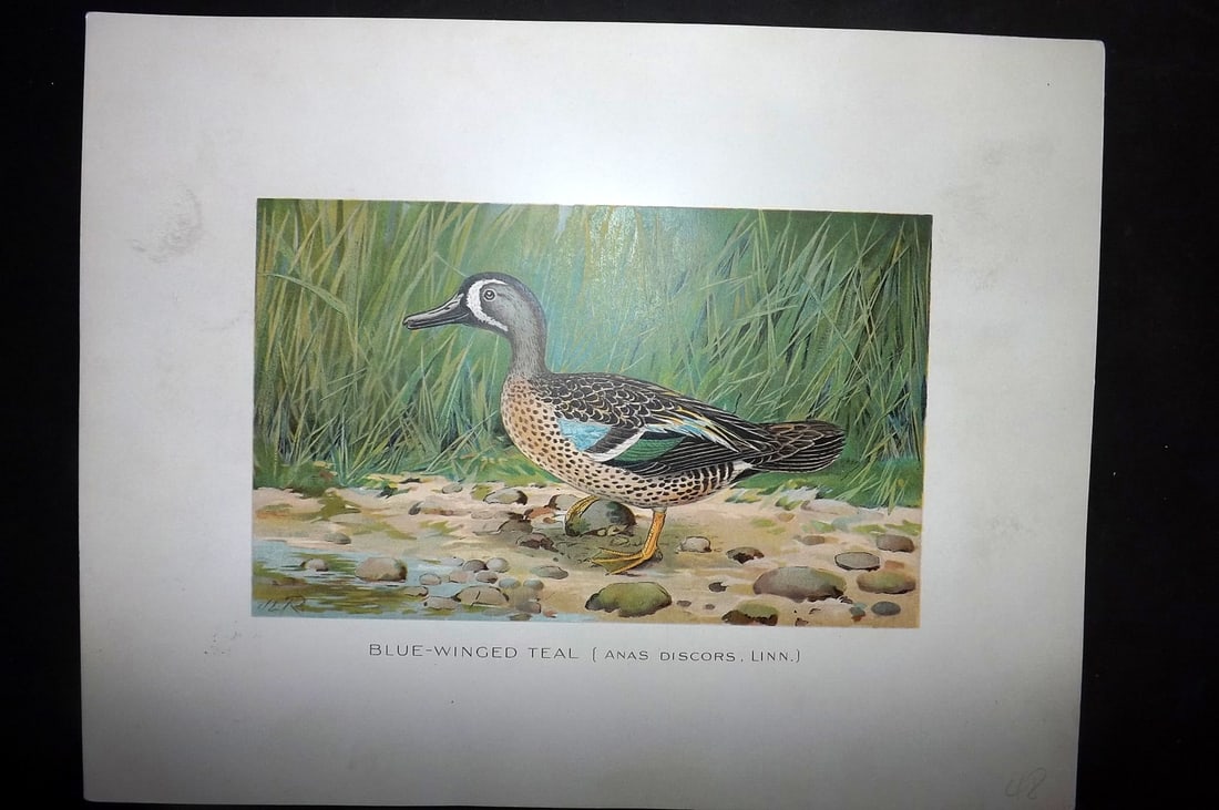 Ridgway & Fuertes 1902 Folio Bird Print. Blue Winged Teal: Chromolithograph Published 1902, Albany for "Fish and Game of the State of New York. Seventh Report" First and Deluxe Edition by the Forest, Fish and Game Commission of New York. Illustrated by Sherma