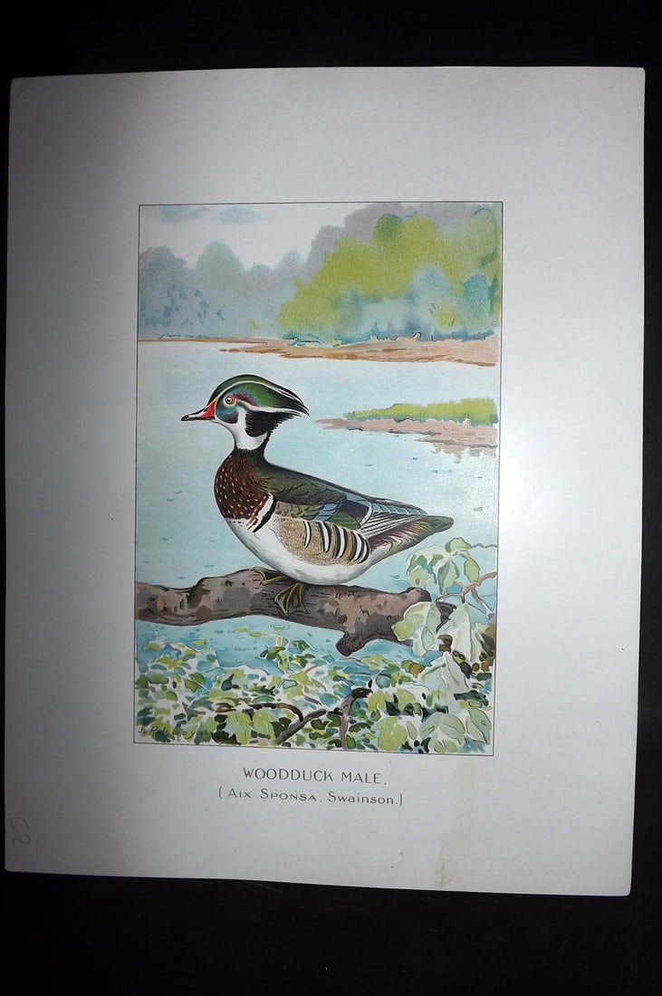 Ridgway & Fuertes 1902 Folio Bird Print. Woodduck Male (1 of 1)