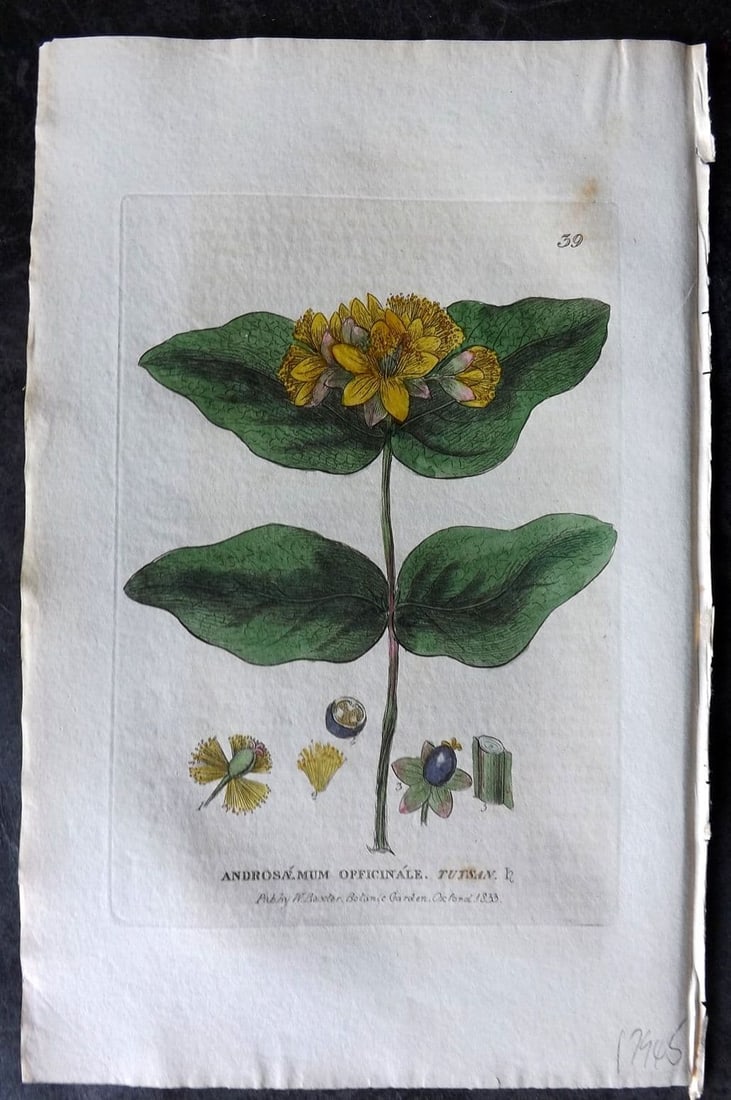 Baxter, William 1834 Hand Col Botanical Print. Tutsan 39 (1 of 1)