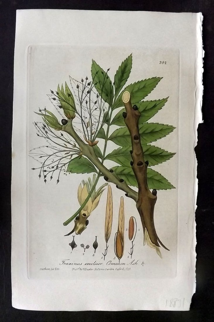 Baxter, William 1840 Hand Col Botanical Print. Common Ash 382 (1 of 1)
