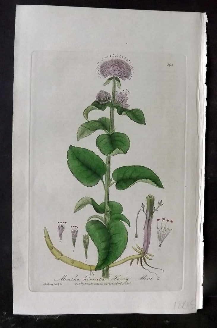 Baxter, William 1840 Hand Col Botanical Print. Hairy Mint 398 (1 of 1)