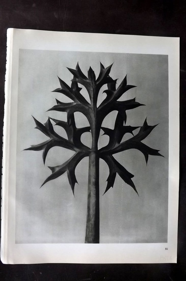 Blossfeldt, Karl 1942 Folio Vintage Botanical Print 84: Photogravure Published 1942, Berlin & Leipzig for "Wunder in der Natur" by Karl Blossfeldt. Reverse side blank. Paper Size: 12.5 x 10 inch (32 x 25cm) Good Condition