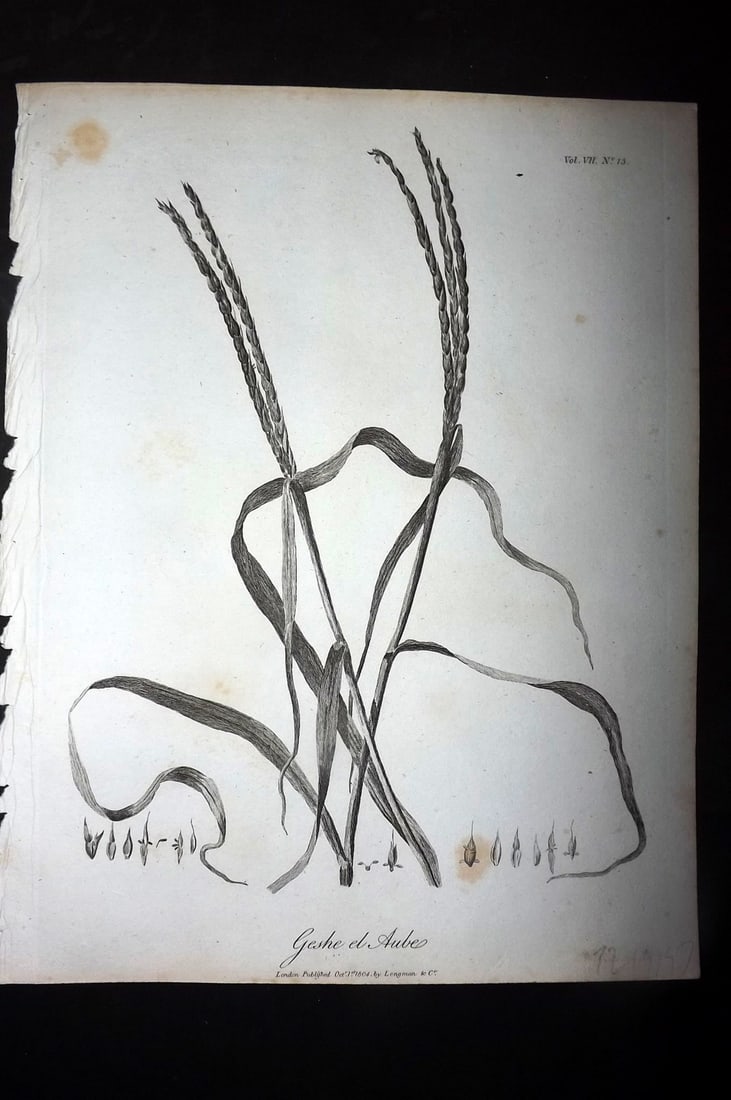 Bruce, James 1813 Antique Botanical Print. Geshe el Aube: Copper Plate Published 1813, Edinburgh for "Travels to discover the source of the Nile" by James Bruce. Paper Size: 12 x 9 inch (30 x 23cm) Very minor toning. Good Condition