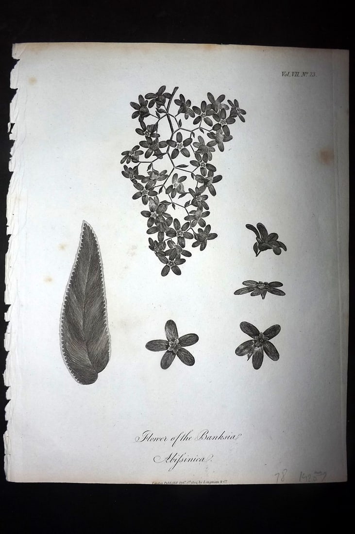 Bruce, James 1813 Antique Botanical Print. Flower of the Banksia Abissinica: Copper Plate Published 1813, Edinburgh for "Travels to discover the source of the Nile" by James Bruce. Paper Size: 12 x 9 inch (30 x 23cm) Very minor toning. Good Condition