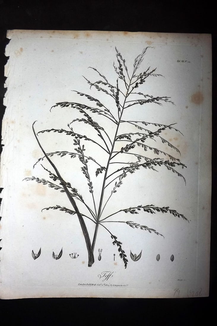 Bruce, James 1813 Antique Botanical Print. Teff: Copper Plate Published 1813, Edinburgh for "Travels to discover the source of the Nile" by James Bruce. Paper Size: 12 x 9 inch (30 x 23cm) Very minor toning. Good Condition