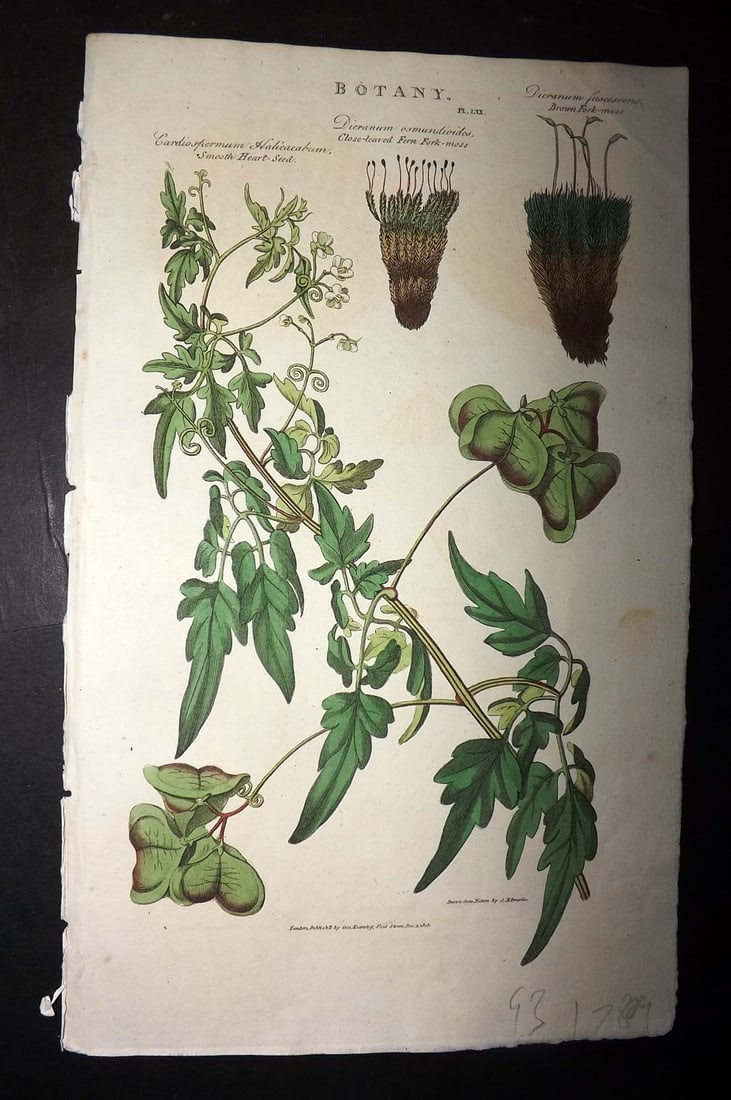 Good, John 1813 Hand Col Botanical Print. Smooth Heart Seed, Fern & Brown Fork Moss 70: Hand Colored Copper Plate Published 1806-13, London for "Pantologia: A New Cyclopaedia, Comprehending a Complete Series of Essays" by John Mason Good et al. Paper Size: 9.5 x 6 inch (24 x 15cm) Good C