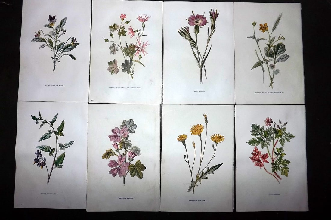 Hulme, Edward C1900 Lot of 8 Botanical Prints. Wild Flowers (1 of 1)