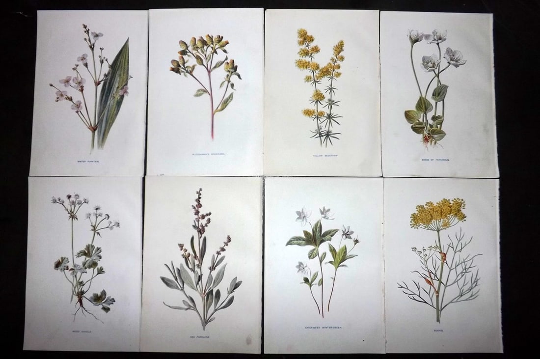 Hulme, Edward C1900 Lot of 8 Botanical Prints. Wild Flowers (1 of 1)