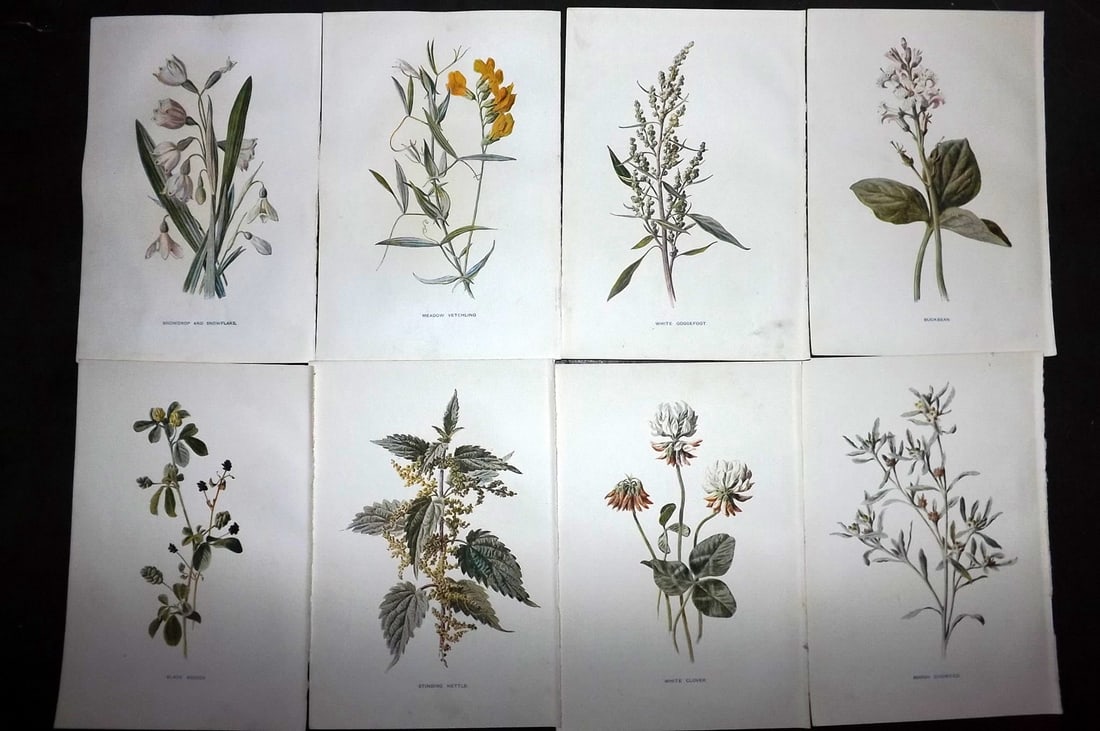Hulme, Edward C1900 Lot of 8 Botanical Prints. Wild Flowers (1 of 1)