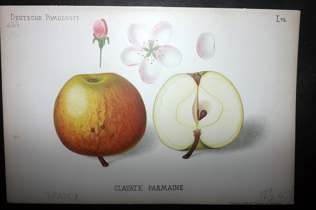 Lauche, Wilhelm 1883 Antique Fruit Print. Clayate Parmaine 72 Apple: Chromolithographs Published 1883, Berlin for "Deutsche Pomologie" by Wilhelm Lauche. Paper Size: 8.5 x 6 inch (22 x 15cm) Good Condition