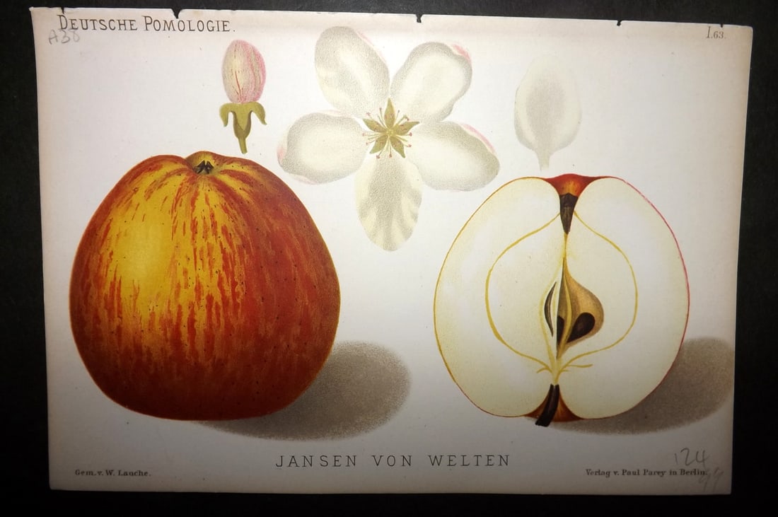 Lauche, Wilhelm 1883 Antique Fruit Print. Jansen von Welten 63 Apple: Chromolithographs Published 1883, Berlin for "Deutsche Pomologie" by Wilhelm Lauche. Paper Size: 8.5 x 6 inch (22 x 15cm) Good Condition