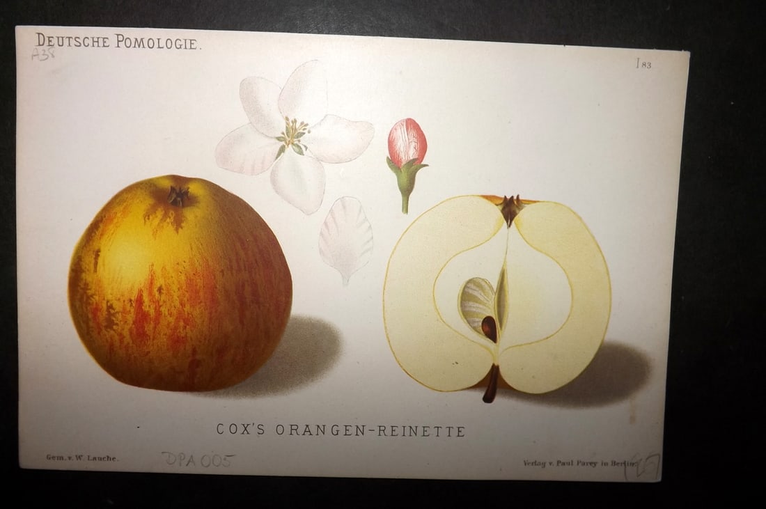 Lauche, Wilhelm 1883 Antique Fruit Print. Cox's Orangen-Reinette 83: Chromolithographs Published 1883, Berlin for "Deutsche Pomologie" by Wilhelm Lauche. Paper Size: 8.5 x 6 inch (22 x 15cm) Good Condition