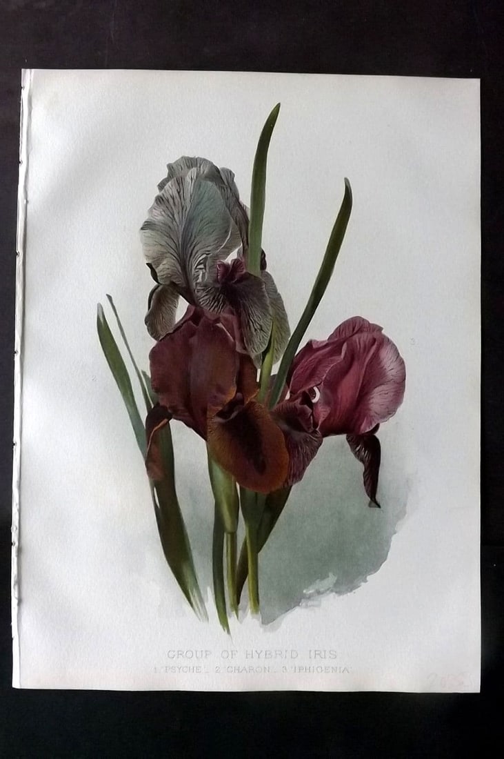 Moon, H. G. 1905 Botanical Print. Group of Hybrid Iris (1 of 1)