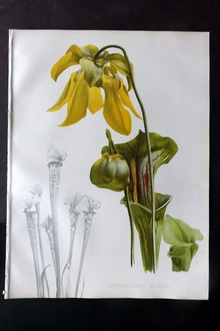 Moon, H. G. 1905 Botanical Print. Sarracenia Flava. Carnivorous Pitcher Plant: Chromolithograph Published 1903-05, London for "Flora and Sylva" Illustrated by H. G. Moon.Paper Size: 12.5 x 9.5 inch (32 x 24cm) Good Condition