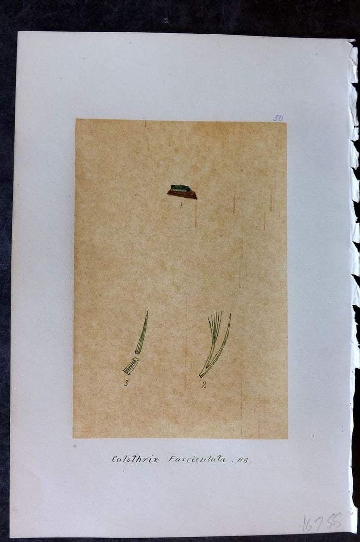 Original Art C1875 Seaweed. Calothrix Fasciculata 50: Antique Pen, Ink and/or Watercolour Made in C1875, England for a privately created work on British Seaweeds by an unknown but Gifted Artist. Each drawing with accompanying descriptive manuscript plate