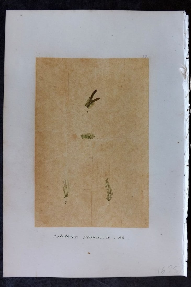 Original Art C1875 Seaweed. Calothrix Pamuosa 52: Antique Pen, Ink and/or Watercolour Made in C1875, England for a privately created work on British Seaweeds by an unknown but Gifted Artist. Each drawing with accompanying descriptive manuscript plate