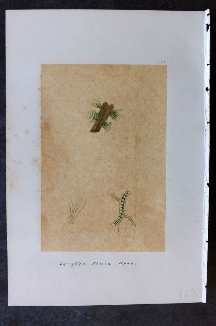 Original Art C1875 Seaweed. Lyngrya Flacca 55: Antique Pen, Ink and/or Watercolour Made in C1875, England for a privately created work on British Seaweeds by an unknown but Gifted Artist. Each drawing with accompanying descriptive manuscript plate