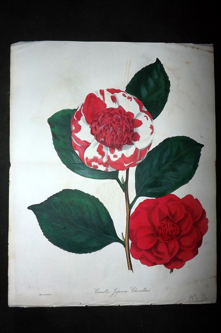 Paxton, Joseph 1836 HCol Double Botanical Print. Camellia Japonica Chandlerii: Hand Colored Etchings Published 1834-49, London for "Paxton's Magazine of Botany" by Joseph Paxton. Centre fold as published. Paper Size: 11.5 x 9.5 inch (29 x 24cm) Minor background toning/offsetting