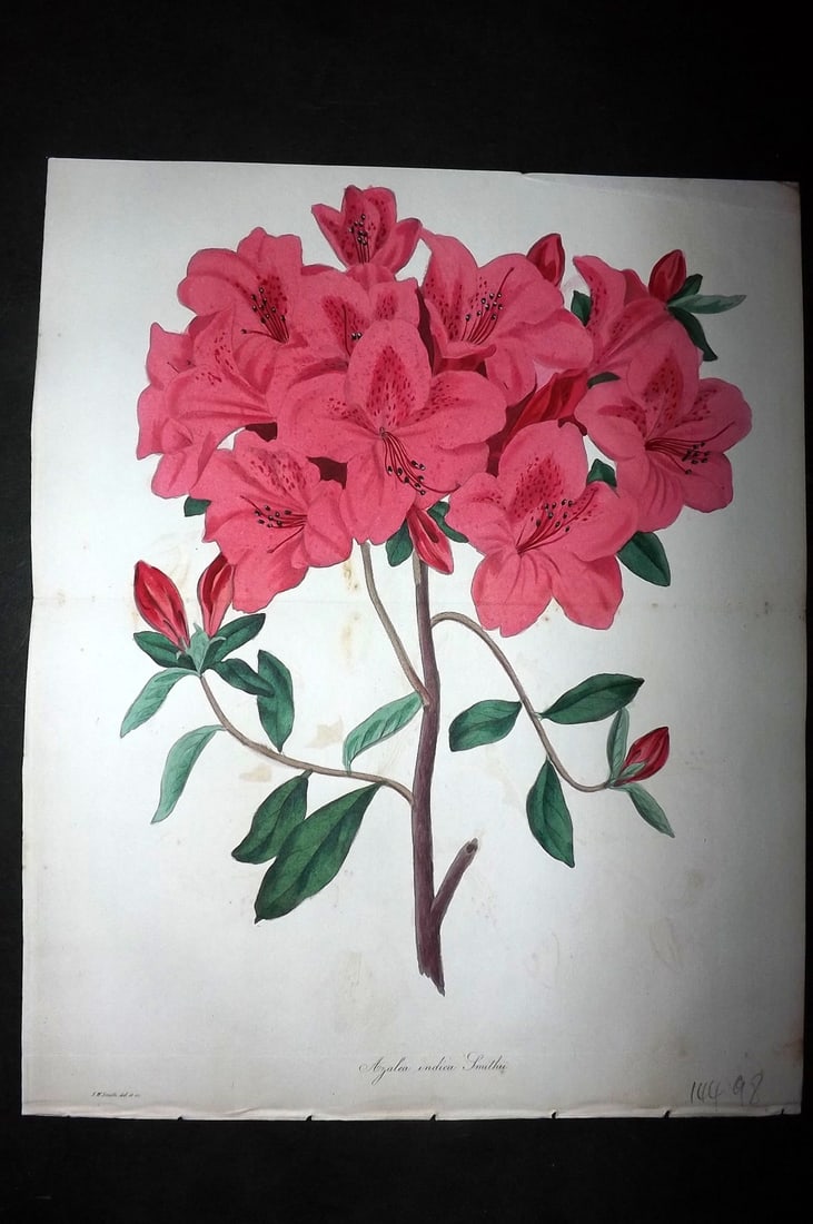 Paxton, Joseph 1836 HCol Double Botanical Print. Azalea Indica Smithii (1 of 1)