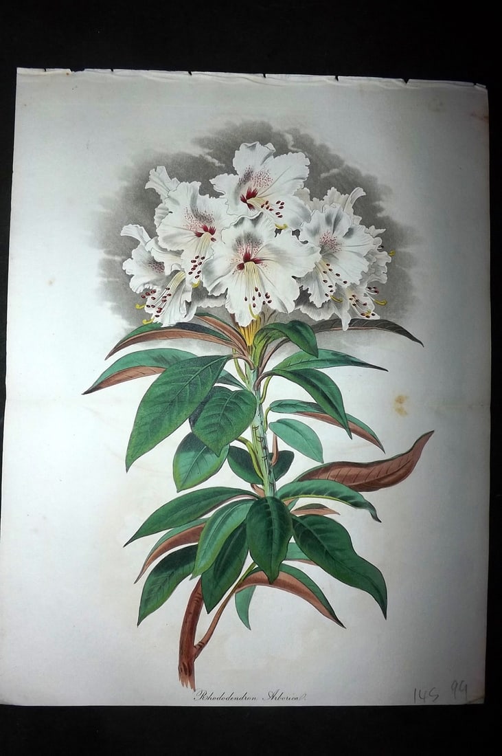 Paxton, Joseph 1836 HCol Double Botanical Print. Rhododendron Arborica (1 of 1)