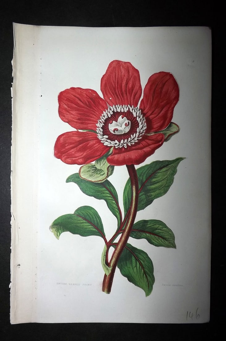 Pratt, Anne 1893 Antique Botanical Print. Peony (1 of 1)