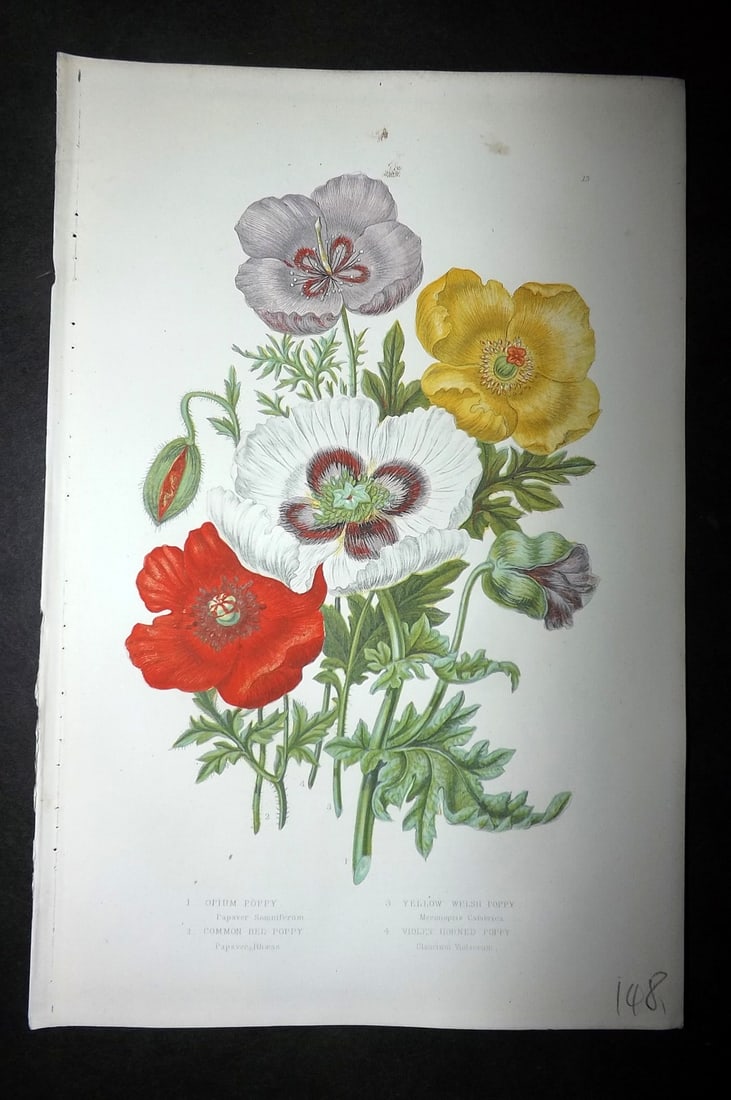 Pratt, Anne 1893 Antique Botanical Print. Opium Poppy & Poppies: Chromolithograph Published 1893, London for "The Flowering Plants and Ferns of Great Britain" by Anne Pratt. Paper Size: 9.5 x 6 inch (24 x 16cm) Good Condition