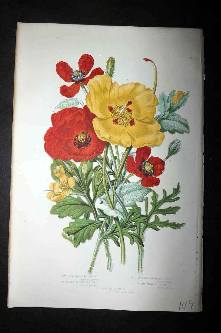 Pratt, Anne 1893 Antique Botanical Print. Yellow Horned Poppy & Poppies: Chromolithograph Published 1893, London for "The Flowering Plants and Ferns of Great Britain" by Anne Pratt. Paper Size: 9.5 x 6 inch (24 x 16cm) Good Condition