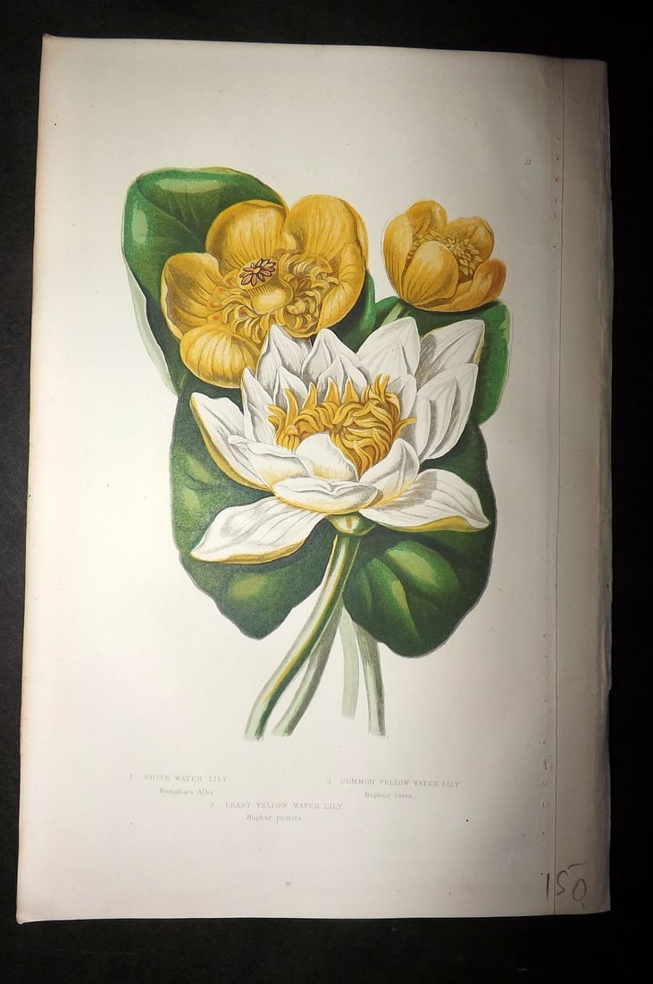 Pratt, Anne 1893 Antique Botanical Print. Water Lily: Chromolithograph Published 1893, London for "The Flowering Plants and Ferns of Great Britain" by Anne Pratt. Paper Size: 9.5 x 6 inch (24 x 16cm) Good Condition