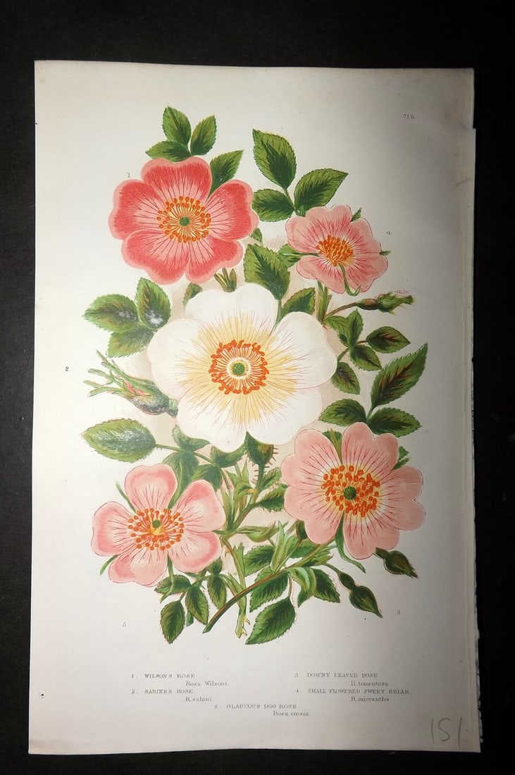 Pratt, Anne 1893 Antique Botanical Print. Wilson & Sabine's Rose: Chromolithograph Published 1893, London for "The Flowering Plants and Ferns of Great Britain" by Anne Pratt. Paper Size: 9.5 x 6 inch (24 x 16cm) Good Condition