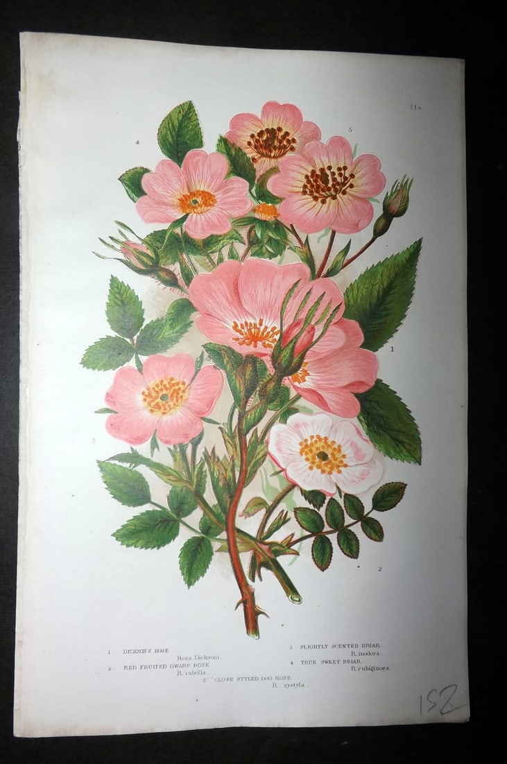 Pratt, Anne 1893 Antique Botanical Print. Dickson's, Sweet Briar Rose: Chromolithograph Published 1893, London for "The Flowering Plants and Ferns of Great Britain" by Anne Pratt. Paper Size: 9.5 x 6 inch (24 x 16cm) Good Condition