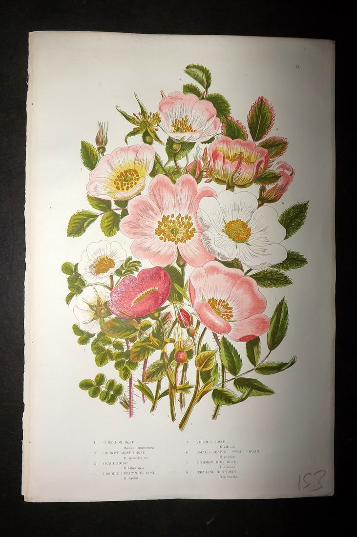 Pratt, Anne 1893 Antique Botanical Print. Cinnamon, Dog Rose: Chromolithograph Published 1893, London for "The Flowering Plants and Ferns of Great Britain" by Anne Pratt. Paper Size: 9.5 x 6 inch (24 x 16cm) Good Condition