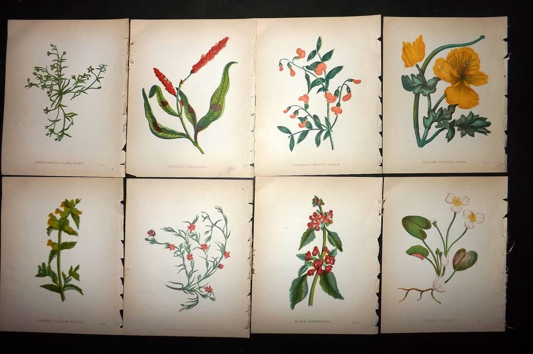 Pratt, Anne 1902 Lot of 8 Antique Botanical Prints (1 of 1)