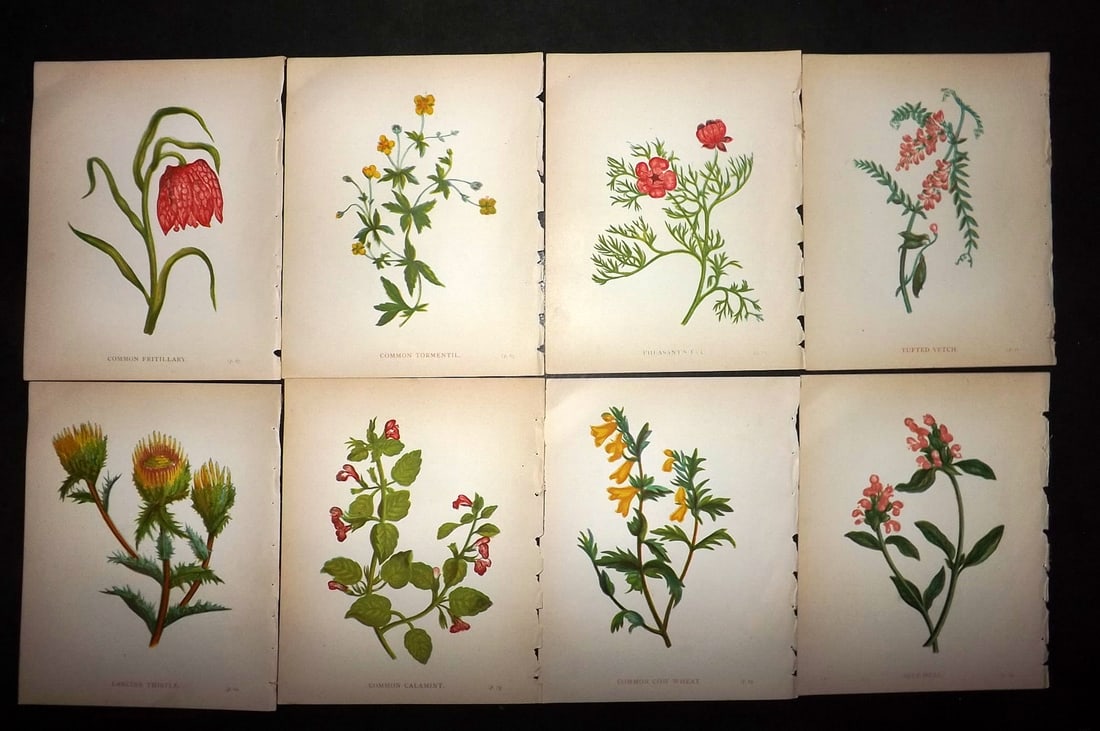 Pratt, Anne 1902 Lot of 8 Antique Botanical Prints (1 of 1)