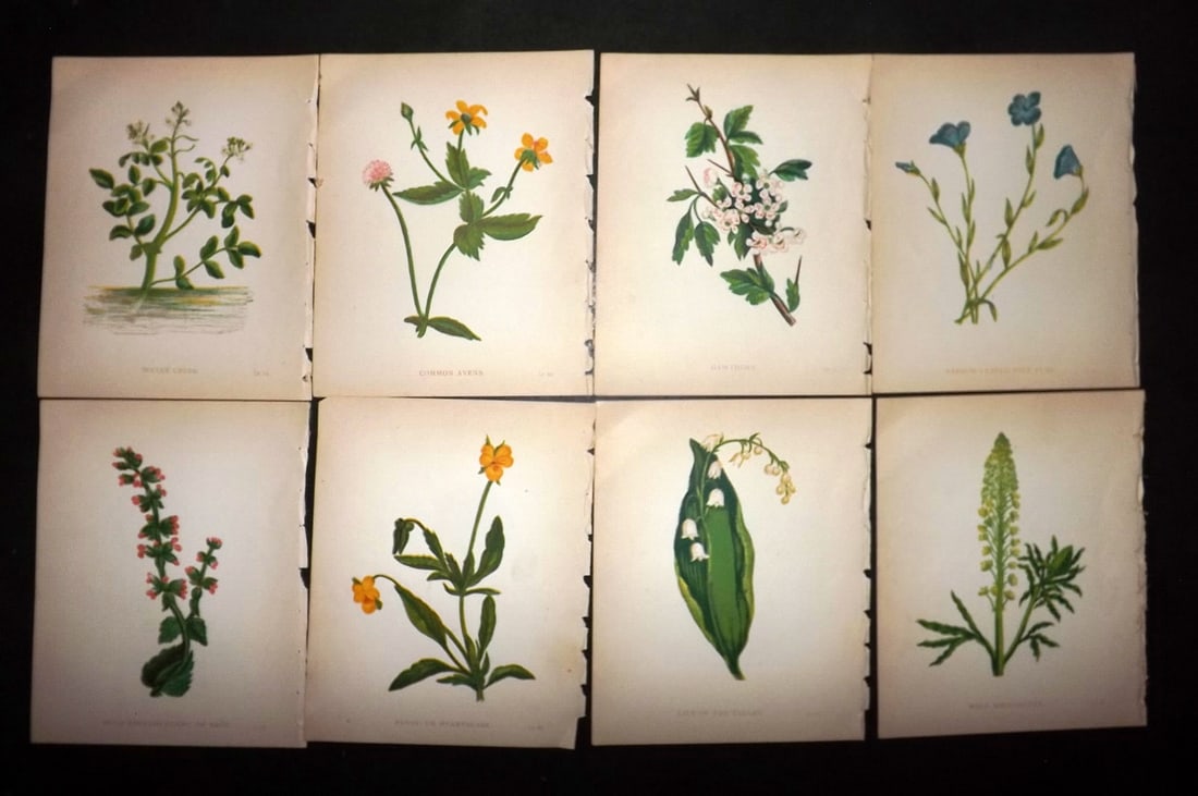 Pratt, Anne 1902 Lot of 8 Antique Botanical Prints (1 of 1)
