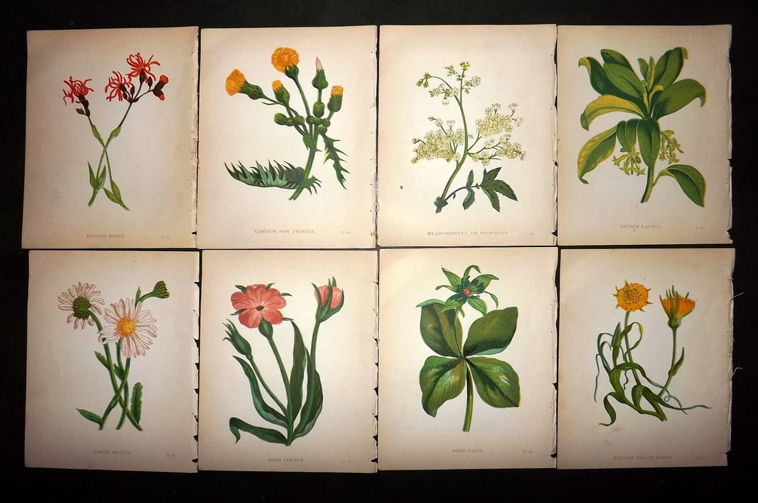 Pratt, Anne 1902 Lot of 8 Antique Botanical Prints (1 of 1)