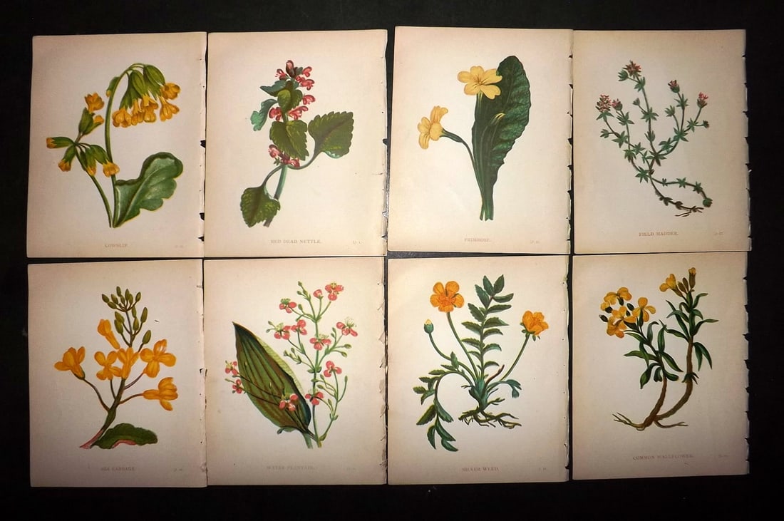 Pratt, Anne 1902 Lot of 8 Antique Botanical Prints (1 of 1)