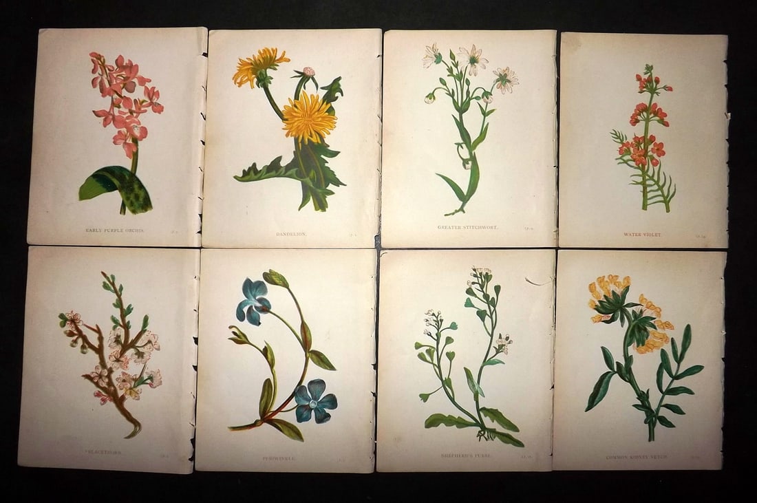 Pratt, Anne 1902 Lot of 8 Antique Botanical Prints (1 of 1)