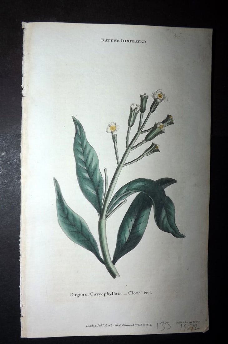 Shaw, Simeon 1823 Hand Col Botanical Print. Clove Tree (1 of 1)